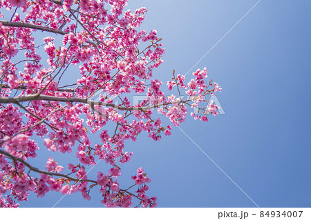 【桜】満開のヨコハマヒザクラと青空 【桜】満開のヨコハマヒザクラと青空 84934007