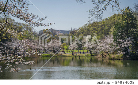 県立三ツ池公園の桜景色【神奈川県・横浜市】 84934008
