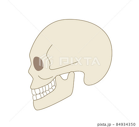 頭蓋骨 横向き リアル人体のイラストのイラスト素材