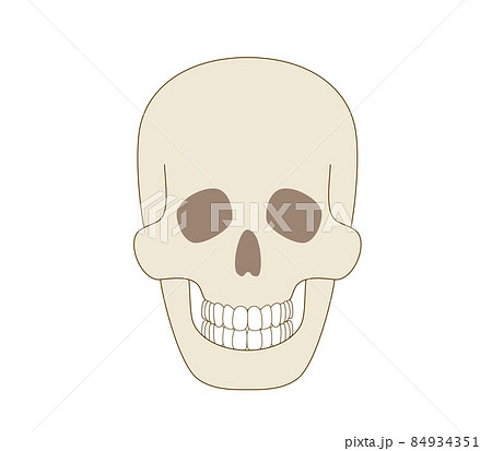 頭蓋骨 正面 リアル人体のイラストのイラスト素材