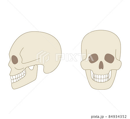 頭蓋骨 横向き正面 リアル人体のイラストのイラスト素材