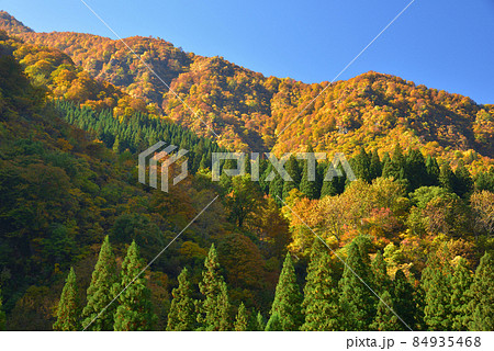 越後三山水無川の紅葉と杉林 水無川から八海山へ続く尾根方面を見る 越後三山水無川の紅葉と杉林 水無川から八海山へ続く尾根方面を見る 84935468
