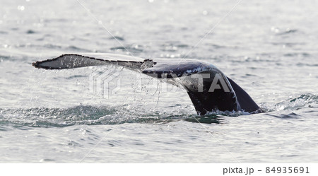 Humpback whale on Iceland Humpback whale on Iceland 84935691