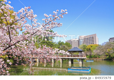 名古屋市　鶴舞公園　桜 84935979