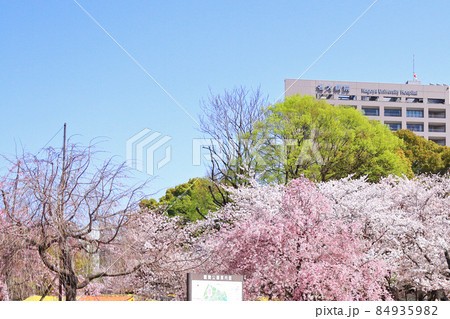 名古屋市　鶴舞公園　桜 84935982