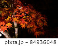 紅葉　ライトアップ 84936048