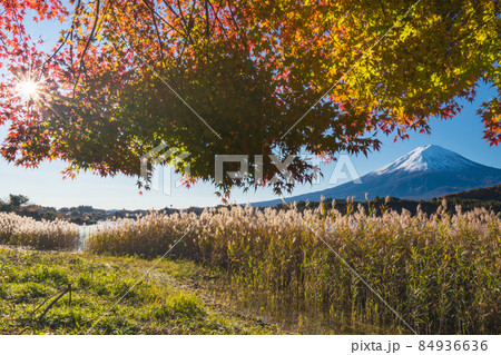 奥河口湖の秋風景2021 84936636