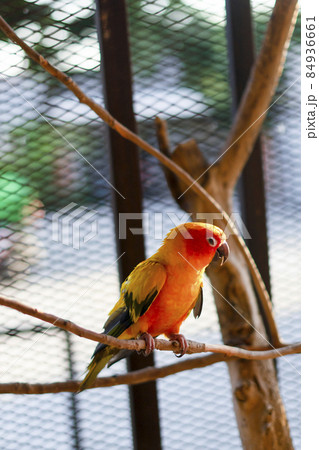 Adorable sun conure parrots on hand Adorable sun conure parrots on hand 84936661