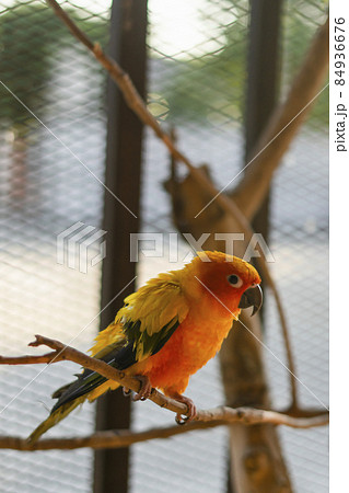 Adorable sun conure parrots on hand Adorable sun conure parrots on hand 84936676