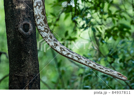 Python molurus or Indian rock python in wild hanging on tree in natural monsoon green background at wildlife safari in ranthambore national park rajasthan india 84937811
