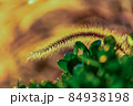 自然 天然 ナチュラル 84938198