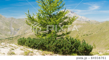 Mugo pine (Pinus mugo) at the foot of a meleze in the Mercantour park in the Alps in France 84938761