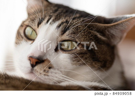 見つめる猫 キジトラ猫 見つめる猫 キジトラ猫 84939058