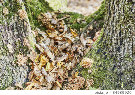 Small mushrooms grow in a heap on the tree, lots of mushrooms. Small mushrooms grow in a heap on the tree, lots of mushrooms. 84939920