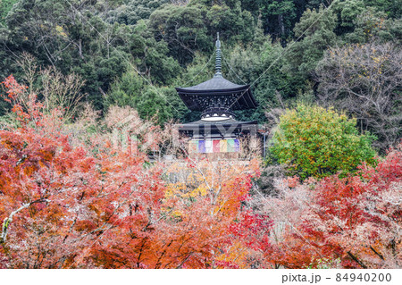 京都　晩秋の永観堂　多宝塔 84940200