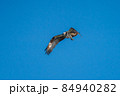 ミサゴのホバリング 84940282