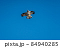 ミサゴのホバリング 84940285