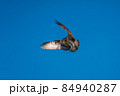 ミサゴのホバリング 84940287