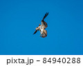 ミサゴのホバリング 84940288