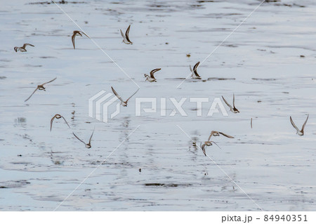 イソシギ イソシギ 84940351