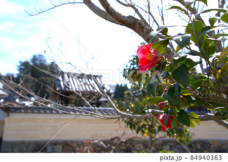 美作国分寺の門前に咲く赤いツバキと築地塀 岡山県津山市 美作国分寺の門前に咲く赤いツバキと築地塀 岡山県津山市 84940363