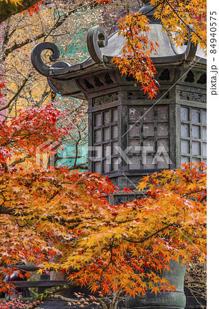 京都 晩秋の永観堂 京都 晩秋の永観堂 84940575