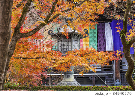 京都 晩秋の永観堂 京都 晩秋の永観堂 84940576