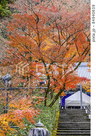 京都　晩秋の永観堂 84940639