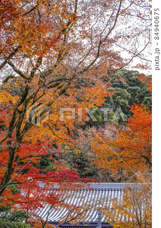 京都 晩秋の永観堂 京都 晩秋の永観堂 84940675