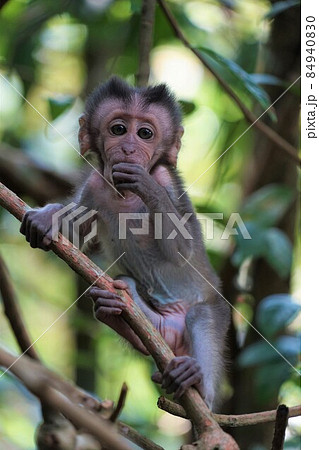 シンガポールの野生のカニクイザル シンガポールの野生のカニクイザル 84940830