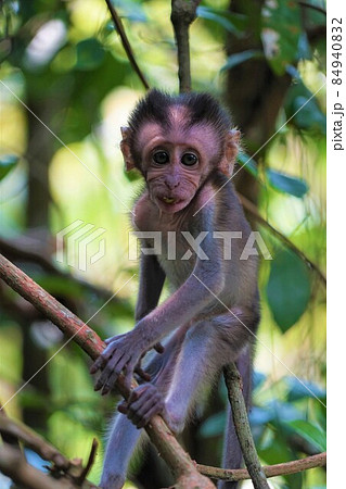 シンガポールの野生のカニクイザル シンガポールの野生のカニクイザル 84940832