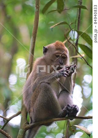 シンガポールの野生のカニクイザル シンガポールの野生のカニクイザル 84940833