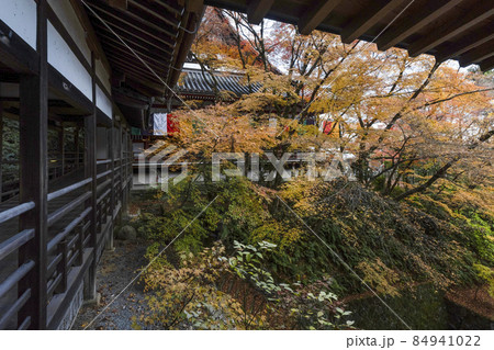 京都 晩秋の永観堂 京都 晩秋の永観堂 84941022