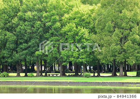 水元公園から望むみさと公園 84941366