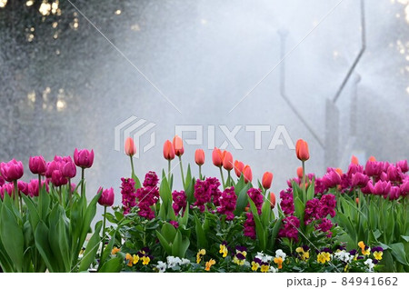 チューリップ、ストック、パンジー・花壇 84941662