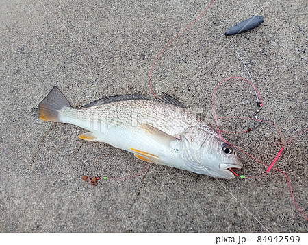 投げ釣りの仕掛けとオモリとイシモチ ニベ コイチ の写真素材