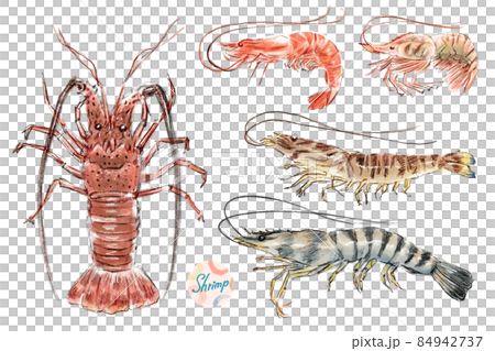 エビ類の手描きラフなイラスト エビ類の手描きラフなイラスト 84942737