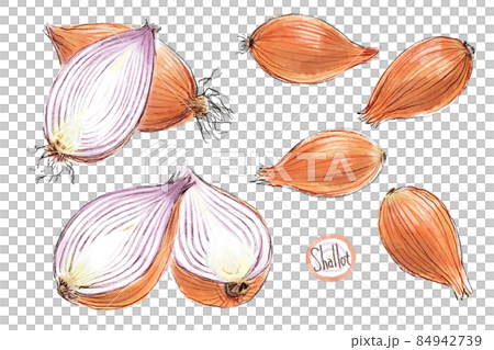 Onions Shallots Garlic And White Onion Single, Color, Eating, White Onion  PNG Transparent Image and Clipart for Free Download