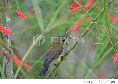 キゴシタイヨウチョウのメス 84943309