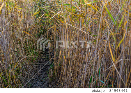 passage in a thicket of tall reeds close-up with selective focus 84943441