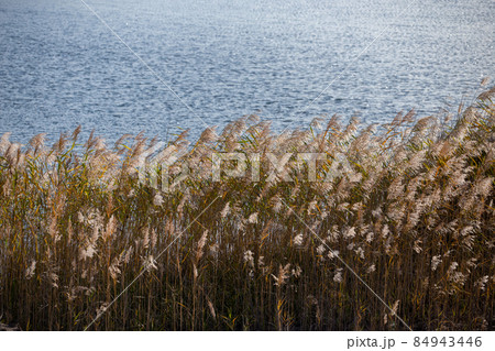 Phragmites australis, common reed - dense thickets in the daylight, lake water surface in the background, back lit. 84943446