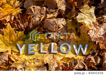 the word yellow laid with metal letters over autumn fallen leaves - closeup with selective focus the word yellow laid with metal letters over autumn fallen leaves - closeup with selective focus 84943456