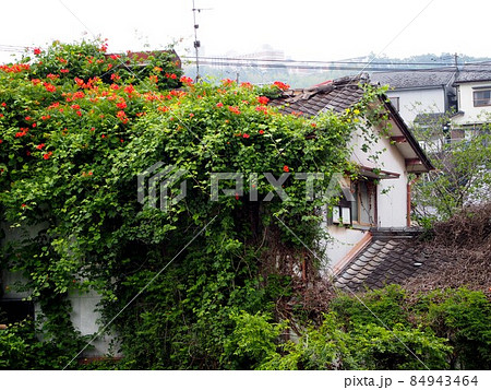 朱色の花をつけたノウゼンカズラの館(凌霄花に覆われた廃屋) 朱色の花をつけたノウゼンカズラの館(凌霄花に覆われた廃屋) 84943464