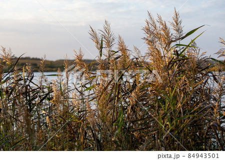 phragmites australis, common reed - dense thickets in the daylight, lake scenery in the blurred background phragmites australis, common reed - dense thickets in the daylight, lake scenery in the blurred background 84943501