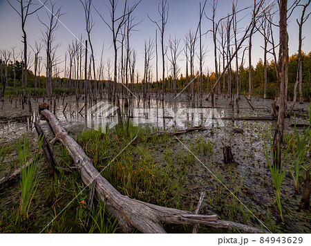 morning in summer swamp with vertical dry gray straight tree trunks 84943629