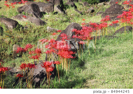 彼岸花の咲く庭に毎年訪れては不思議な花だと思ってしまう。細い茎と赤い大きな花 84944245