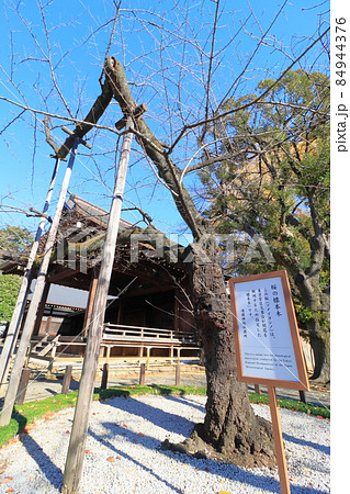桜の標本木　靖国神社の桜　開花宣言 84944376