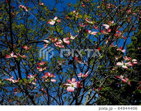 青空とうすいピンクのハナミズキ 春の日差しを浴びた花水木 の写真素材