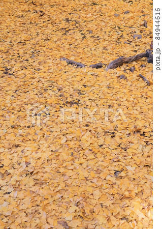 散り敷くイチョウの葉 84944616