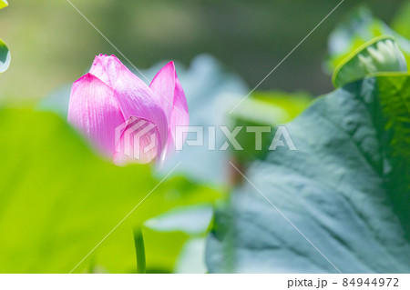ハスの花 84944972